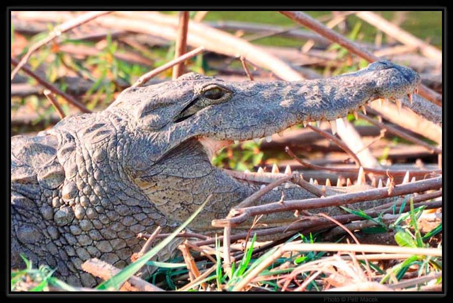 Krokodýl na břehu Zambezi