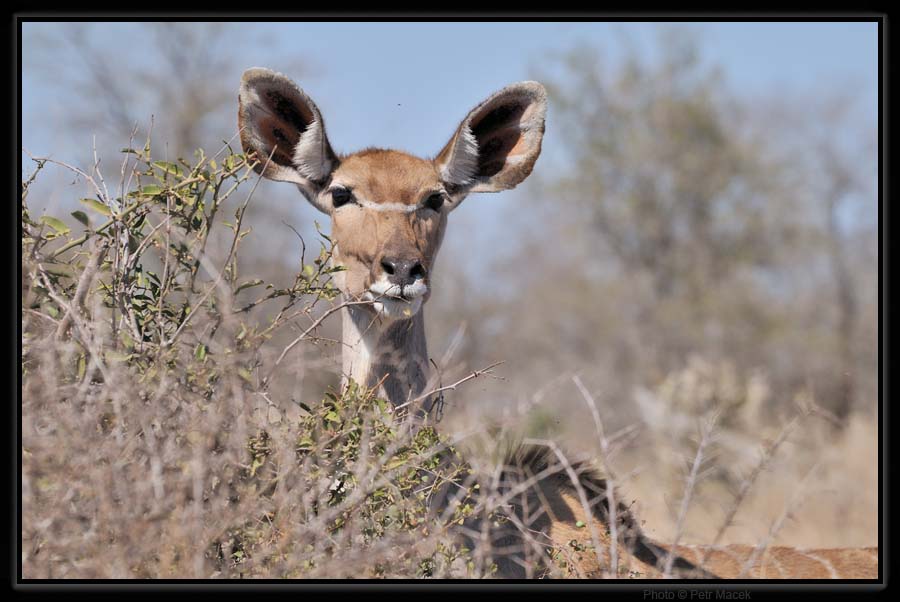 Kudu