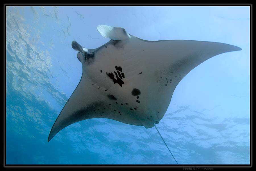 Manta velká - Manta birostris. Nusa Penida, Indonesie.