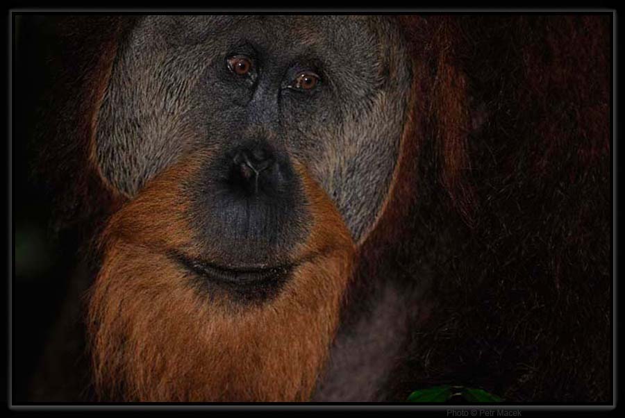 Orangutan